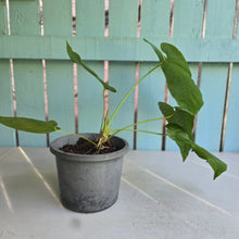 Load image into Gallery viewer, #H22 Large Anthurium Dolichostachyum