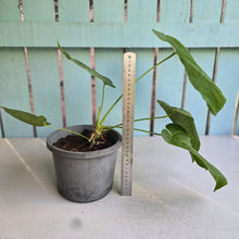 Load image into Gallery viewer, #H22 Large Anthurium Dolichostachyum