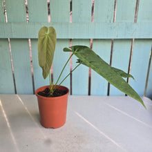 Load image into Gallery viewer, #H107 Anthurium Dolichostachyum