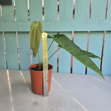 Load image into Gallery viewer, #H107 Anthurium Dolichostachyum