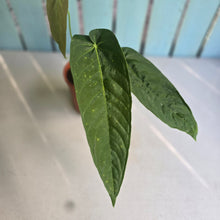 Load image into Gallery viewer, #H107 Anthurium Dolichostachyum