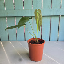 Load image into Gallery viewer, #H107 Anthurium Dolichostachyum