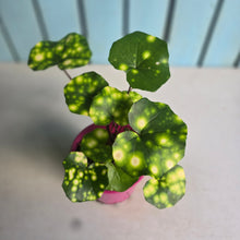 Load image into Gallery viewer, #304 Farfugium Japonicum 'Gold Spotted Leopard Plant'