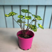 Load image into Gallery viewer, #304 Farfugium Japonicum 'Gold Spotted Leopard Plant'