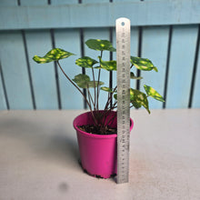 Load image into Gallery viewer, #304 Farfugium Japonicum 'Gold Spotted Leopard Plant'