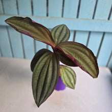 Load image into Gallery viewer, #B102 Medinilla Gregori Hambali