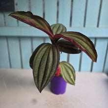 Load image into Gallery viewer, #B102 Medinilla Gregori Hambali