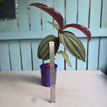 Load image into Gallery viewer, #B102 Medinilla Gregori Hambali
