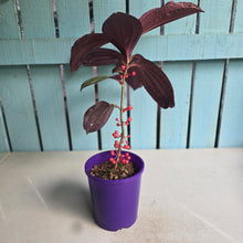 Load image into Gallery viewer, #B102 Medinilla Gregori Hambali