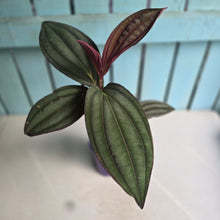 Load image into Gallery viewer, #B97 Medinilla Gregori Hambali