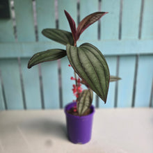 Load image into Gallery viewer, #B97 Medinilla Gregori Hambali