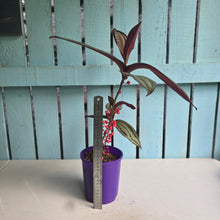 Load image into Gallery viewer, #B97 Medinilla Gregori Hambali