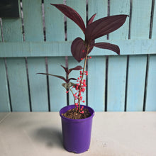 Load image into Gallery viewer, #B97 Medinilla Gregori Hambali