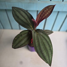 Load image into Gallery viewer, #B97 Medinilla Gregori Hambali