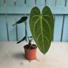 Load image into Gallery viewer, #G11 Long Anthurium NOID