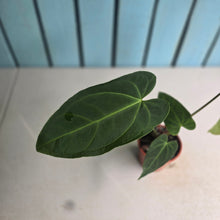 Load image into Gallery viewer, #G11 Long Anthurium NOID