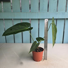 Load image into Gallery viewer, #G11 Long Anthurium NOID