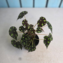Load image into Gallery viewer, #RB10 Begonia Tiger Paws