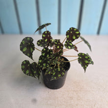 Load image into Gallery viewer, #RB10 Begonia Tiger Paws