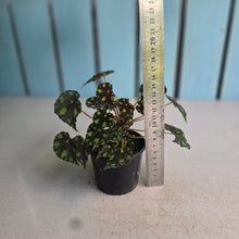 Load image into Gallery viewer, #RB10 Begonia Tiger Paws