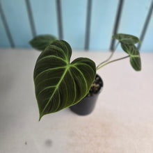 Load image into Gallery viewer, #RB24 Philodendron El Choco