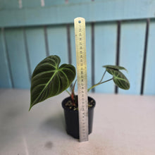Load image into Gallery viewer, #RB24 Philodendron El Choco