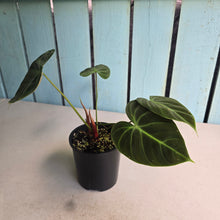 Load image into Gallery viewer, #RB24 Philodendron El Choco