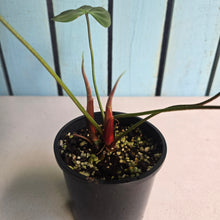 Load image into Gallery viewer, #RB24 Philodendron El Choco