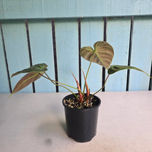 Load image into Gallery viewer, #RB24 Philodendron El Choco