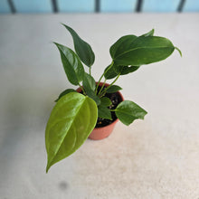 Load image into Gallery viewer, #D85 Two x Anthurium Veitchii x