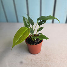 Load image into Gallery viewer, #D85 Two x Anthurium Veitchii x