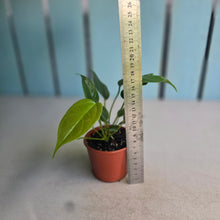 Load image into Gallery viewer, #D85 Two x Anthurium Veitchii x