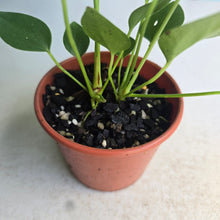 Load image into Gallery viewer, #D85 Two x Anthurium Veitchii x