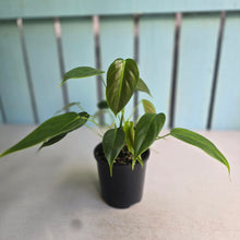 Load image into Gallery viewer, #D888 Philodendron Esmeraldense