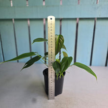 Load image into Gallery viewer, #D888 Philodendron Esmeraldense