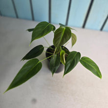 Load image into Gallery viewer, #D888 Philodendron Esmeraldense