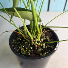 Load image into Gallery viewer, #D888 Philodendron Esmeraldense