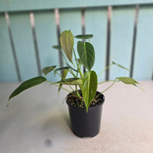 Load image into Gallery viewer, #D888 Philodendron Esmeraldense