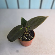 Load image into Gallery viewer, #R18 Anthurium Papillilaminum x
