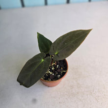 Load image into Gallery viewer, #R18 Anthurium Papillilaminum x