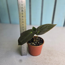 Load image into Gallery viewer, #R18 Anthurium Papillilaminum x