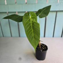 Load image into Gallery viewer, #R55 Anthurium Purple Mama