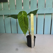 Load image into Gallery viewer, #R55 Anthurium Purple Mama
