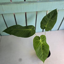 Load image into Gallery viewer, #R55 Anthurium Purple Mama
