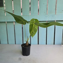 Load image into Gallery viewer, #R55 Anthurium Purple Mama