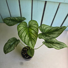 Load image into Gallery viewer, #RB13 Philodendron Silver Cloud