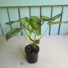 Load image into Gallery viewer, #RB13 Philodendron Silver Cloud