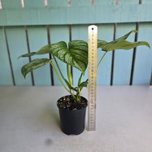 Load image into Gallery viewer, #RB13 Philodendron Silver Cloud