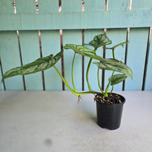 Load image into Gallery viewer, #RB13 Philodendron Silver Cloud