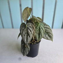 Load image into Gallery viewer, #R882 Philodendron Melanochrysum x Brandtianum